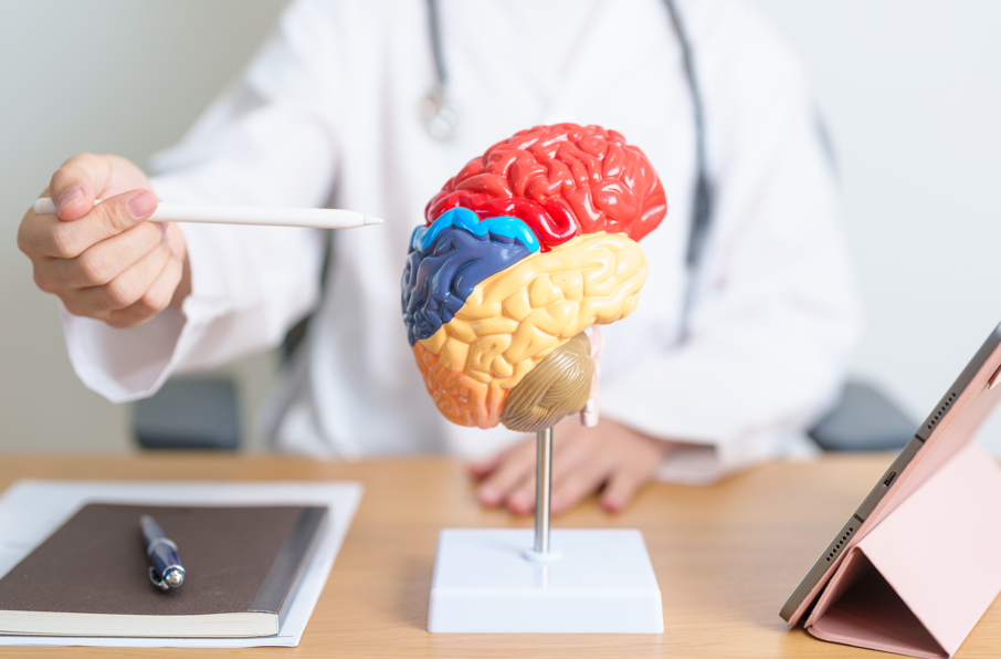 A person in a white lab coat pointing to a multi-colored model of a brain with a pen.